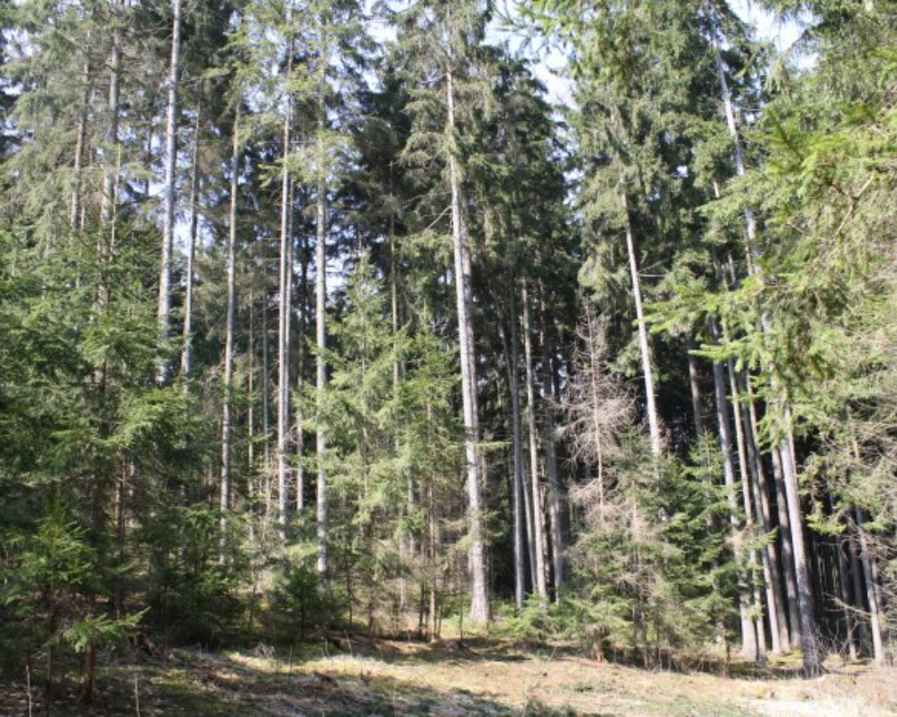 Prodej, les, Vracovice