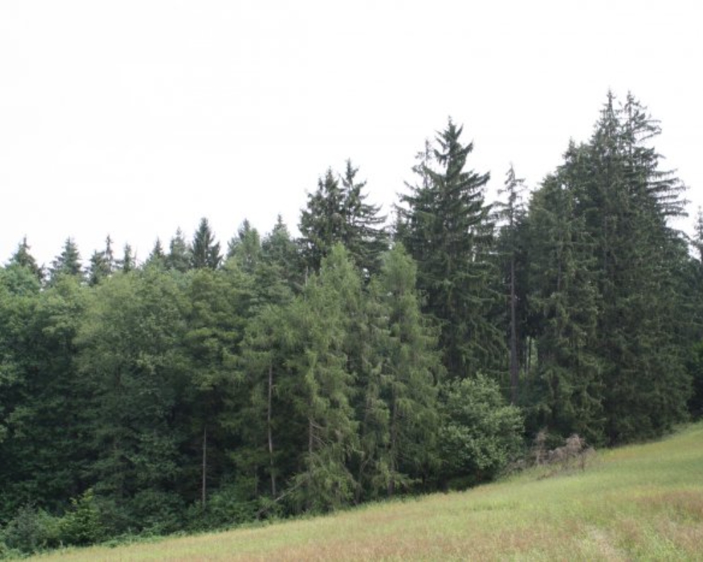 Prodej, les, Bojanovice - Malá Lečice